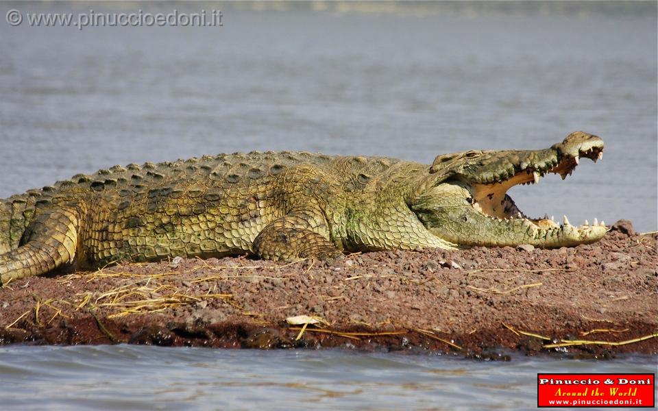 Ethiopia - Lago Chamo - Coccodrilli - 12.jpg